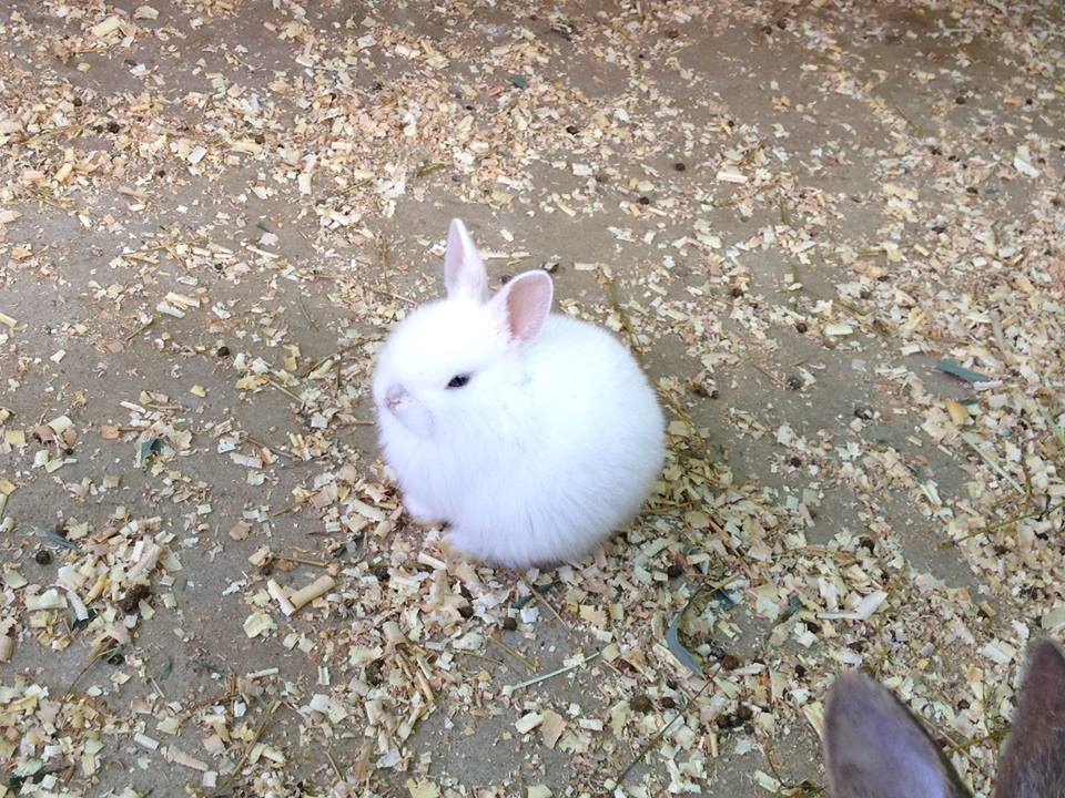 しろとり動物園のうさぎ