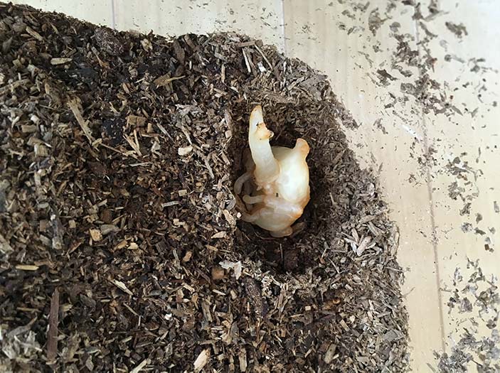 カブトムシのさなぎ