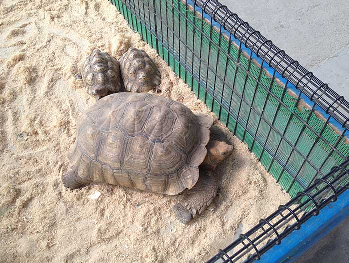 しろとり動物園のケヅメリクガメ